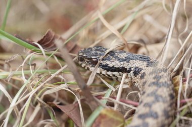 Adder Vipera berus yakın görünümde