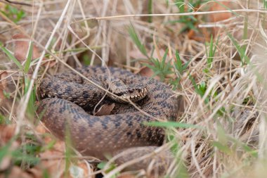 Adder Vipera berus yakın görünümde