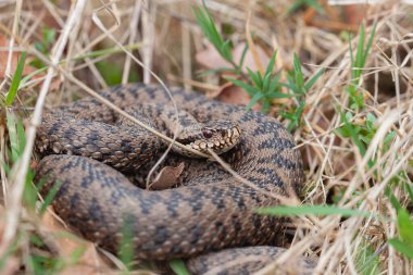 Adder Vipera berus yakın görünümde