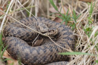 Adder Vipera berus yakın görünümde
