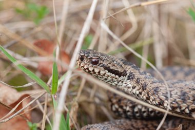 Adder Vipera berus yakın görünümde