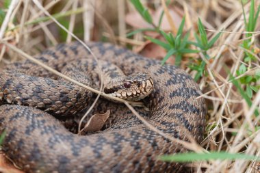 Adder Vipera berus yakın görünümde