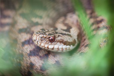 Adder Vipera berus yakın görünümde