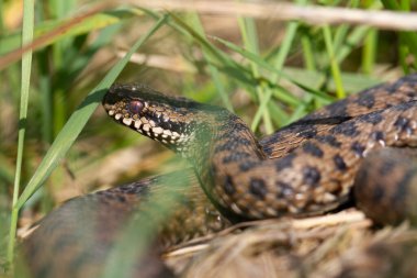 Adder Vipera berus yakın görünümde