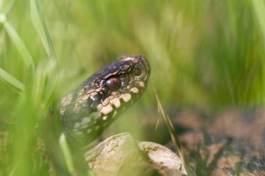 Adder Vipera berus yakın görünümde