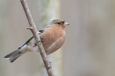 Chaffinch Fringilla 'da sonbahar atmosferinde ince bir dal üzerine tünemiş yaygındır.