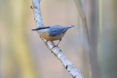 sitta europeae Avrupa tımarhanesi