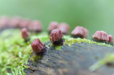 Güzel yaz bahçesinde dekoratif çiçek