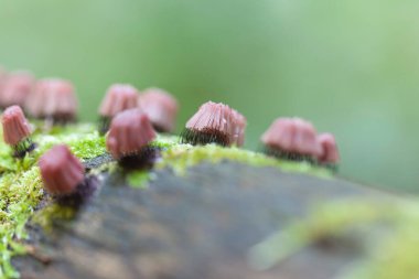 Güzel yaz bahçesinde dekoratif çiçek