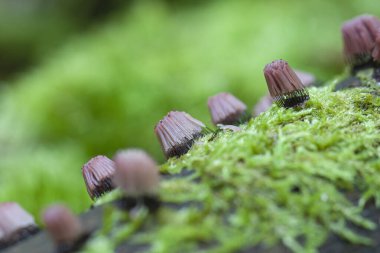 Güzel yaz bahçesinde dekoratif çiçek