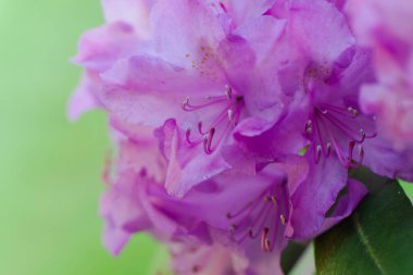 Güzel yaz bahçesinde dekoratif çiçek