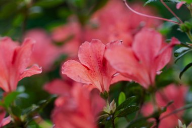 Güzel yaz bahçesinde dekoratif çiçek