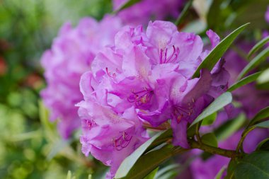 Güzel yaz bahçesinde dekoratif çiçek