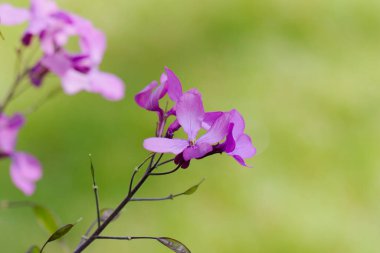 Güzel yaz bahçesinde dekoratif çiçek
