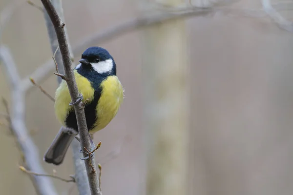 Great Tit Parus Major Passerine Bird Perched — Stockfoto