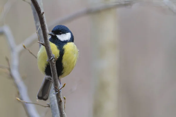 Great Tit Parus Major Passerine Bird Perched — Stockfoto