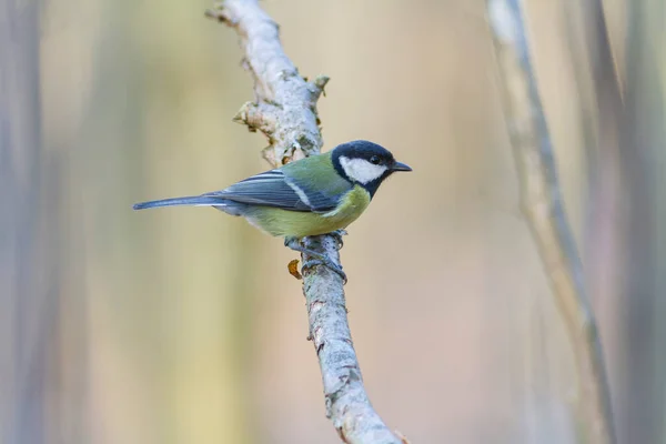 Great Tit Parus Major Passerine Bird Perched — Φωτογραφία Αρχείου