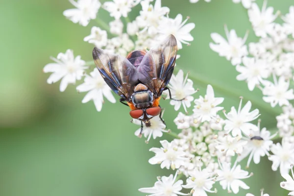 Colorido Diptera Ectophasia Crassipennis Una Mosca Parásita Insecto Vista —  Fotos de Stock