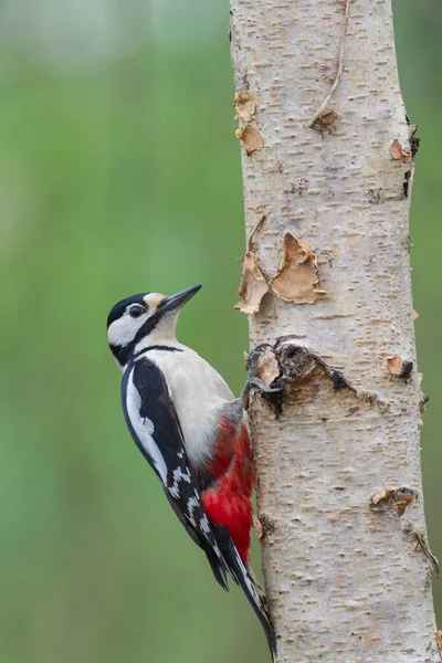 Μεγάλη Spotted Woodpecker Dendrocopos Σημαντική Αναρρίχηση Στον Κορμό Δέντρο — Φωτογραφία Αρχείου