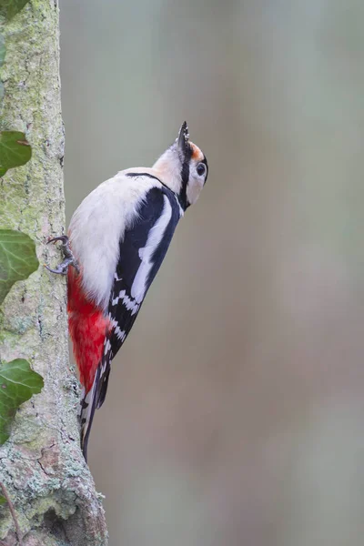 Great Spotted Woodpecker Dendrocopos Major Climbing Tree Trunk — Stock Photo, Image