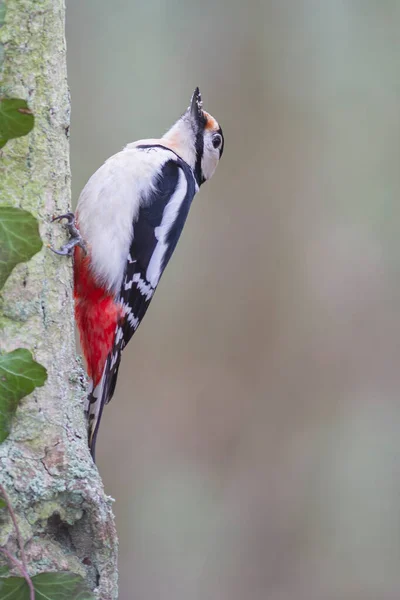 Great Spotted Woodpecker Dendrocopos Major Climbing Tree Trunk — Stock Photo, Image