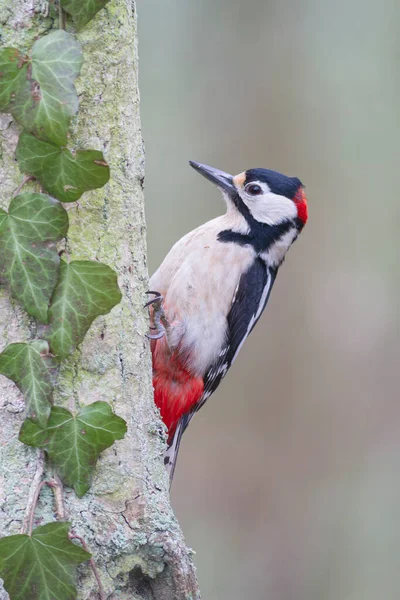 Μεγάλη Spotted Woodpecker Dendrocopos Σημαντική Αναρρίχηση Στον Κορμό Δέντρο — Φωτογραφία Αρχείου
