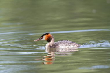 Büyük ibikli Grebe Podiceps kristali güneşli atmosferde gölet üzerinde