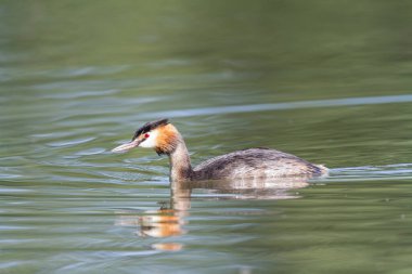 Büyük ibikli Grebe Podiceps kristali güneşli atmosferde gölet üzerinde