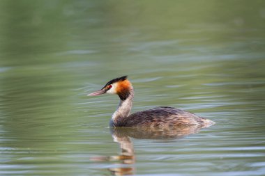 Büyük ibikli Grebe Podiceps kristali güneşli atmosferde gölet üzerinde