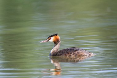 Büyük ibikli Grebe Podiceps kristali güneşli atmosferde gölet üzerinde