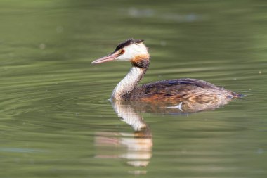 Büyük ibikli Grebe Podiceps kristali güneşli atmosferde gölet üzerinde