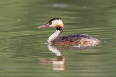 Büyük ibikli Grebe Podiceps kristali güneşli atmosferde gölet üzerinde