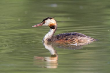 Büyük ibikli Grebe Podiceps kristali güneşli atmosferde gölet üzerinde
