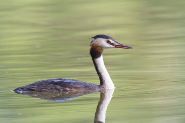 Büyük ibikli Grebe Podiceps kristali güneşli atmosferde gölet üzerinde