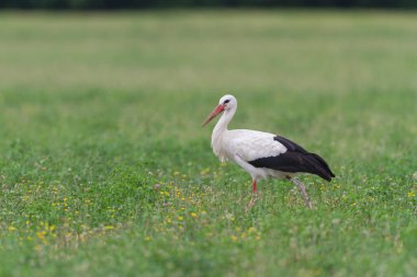 Beyaz leylek Ciconia Alsace, Fransa 'da yeşil bir çayırda