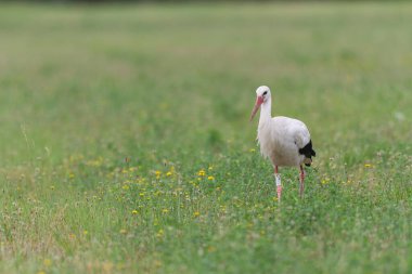 Beyaz leylek Ciconia Alsace, Fransa 'da yeşil bir çayırda