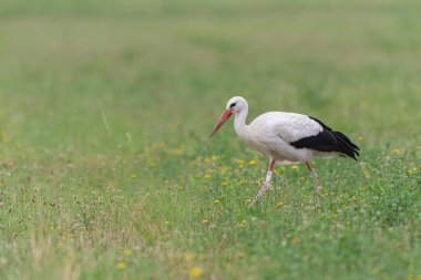 Beyaz leylek Ciconia Alsace, Fransa 'da yeşil bir çayırda