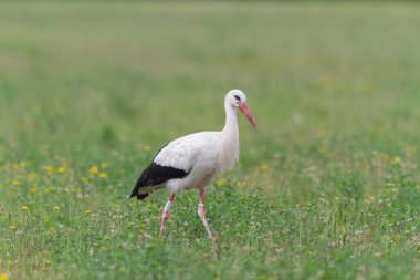 Beyaz leylek Ciconia Alsace, Fransa 'da yeşil bir çayırda