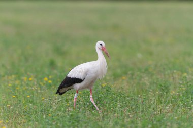 Beyaz leylek Ciconia Alsace, Fransa 'da yeşil bir çayırda