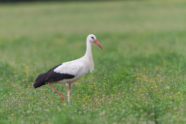 Beyaz leylek Ciconia Alsace, Fransa 'da yeşil bir çayırda