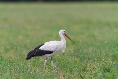 Beyaz leylek Ciconia Alsace, Fransa 'da yeşil bir çayırda