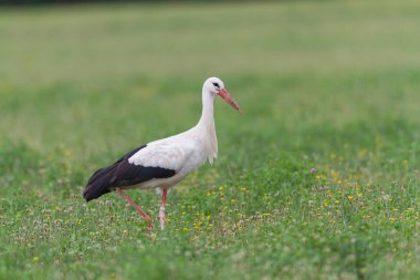Beyaz leylek Ciconia Alsace, Fransa 'da yeşil bir çayırda
