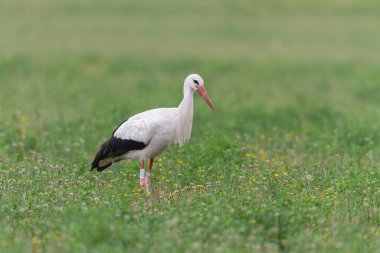 Beyaz leylek Ciconia Alsace, Fransa 'da yeşil bir çayırda