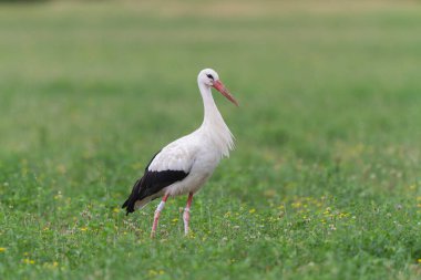Beyaz leylek Ciconia Alsace, Fransa 'da yeşil bir çayırda