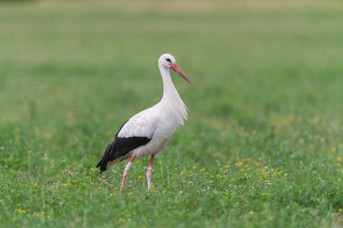 Beyaz leylek Ciconia Alsace, Fransa 'da yeşil bir çayırda