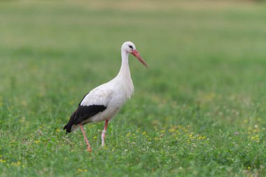 Beyaz leylek Ciconia Alsace, Fransa 'da yeşil bir çayırda