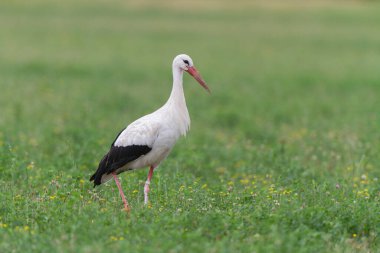 Beyaz leylek Ciconia Alsace, Fransa 'da yeşil bir çayırda