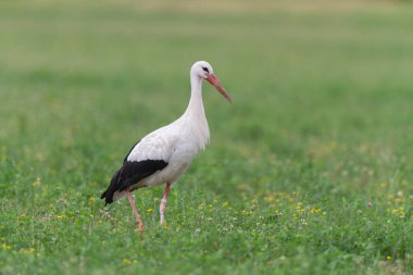 Beyaz leylek Ciconia Alsace, Fransa 'da yeşil bir çayırda