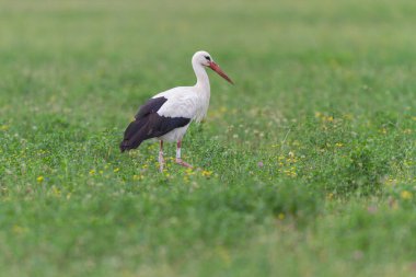 Beyaz leylek Ciconia Alsace, Fransa 'da yeşil bir çayırda