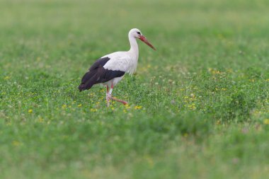 Beyaz leylek Ciconia Alsace, Fransa 'da yeşil bir çayırda
